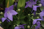 Image of Balloon Flower